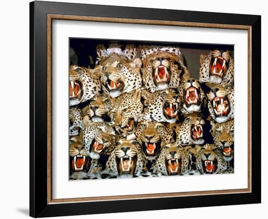 Stuffed Tiger Trophy Heads of Big Game Hunters Are Piled Up in Paul Zimmerman's Taxidermy Shop-Loomis Dean-Framed Photographic Print