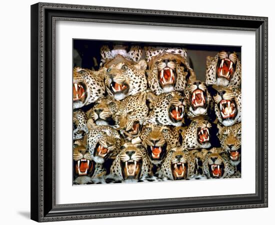 Stuffed Tiger Trophy Heads of Big Game Hunters Are Piled Up in Paul Zimmerman's Taxidermy Shop-Loomis Dean-Framed Photographic Print