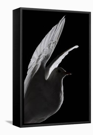 Stuffed White Dove in Flight, Detail Against Black-Colin Crisford-Framed Premier Image Canvas