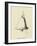 Stunnia Dinnerbellia-Edward Lear-Framed Giclee Print