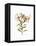 Stunning Amaryllis Flowers on White Background.-The Nature Notes-Framed Premier Image Canvas