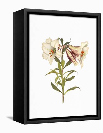 Stunning Amaryllis Flowers on White Background.-The Nature Notes-Framed Premier Image Canvas