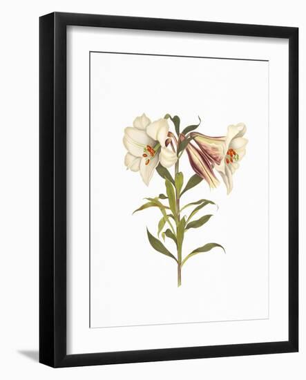 Stunning Amaryllis Flowers on White Background.-The Nature Notes-Framed Photographic Print