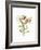 Stunning Amaryllis Flowers on White Background.-The Nature Notes-Framed Photographic Print