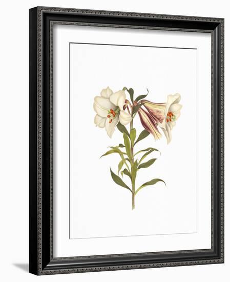 Stunning Amaryllis Flowers on White Background.-The Nature Notes-Framed Photographic Print