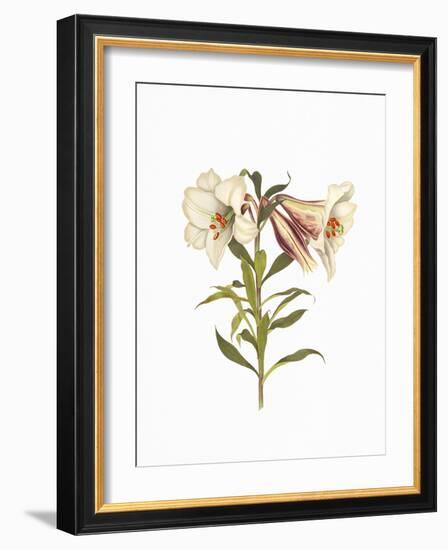 Stunning Amaryllis Flowers on White Background.-The Nature Notes-Framed Photographic Print