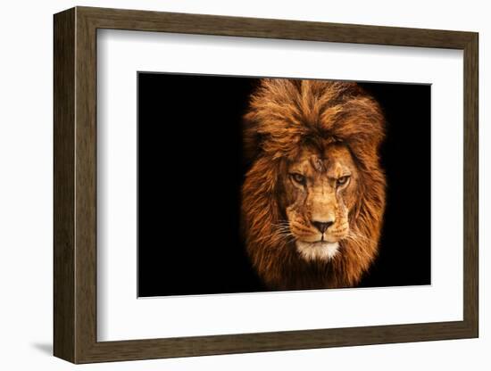 Stunning Facial Portrait of Male Lion on Black Background-Veneratio-Framed Photographic Print