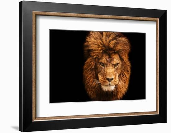 Stunning Facial Portrait of Male Lion on Black Background-Veneratio-Framed Photographic Print