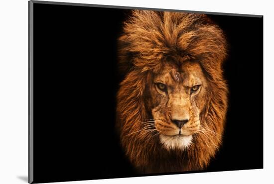 Stunning Facial Portrait of Male Lion on Black Background-Veneratio-Mounted Photographic Print