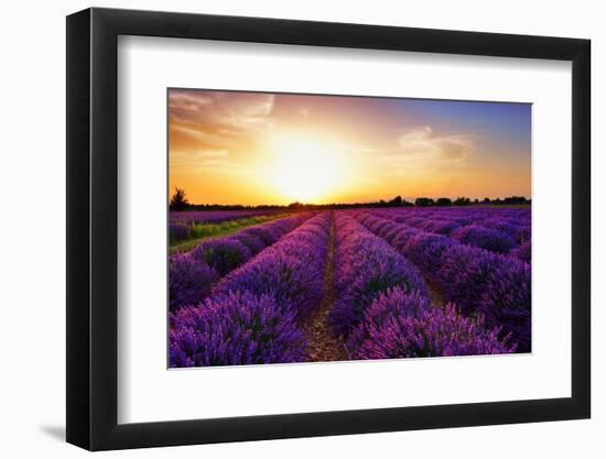 Stunning Landscape with Lavender Field at Sunset. Plateau of Valensole, Provence, France-Oleg Znamenskiy-Framed Photographic Print