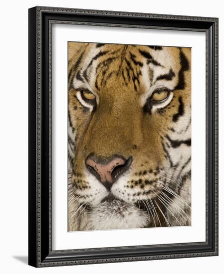 Stunning-Susann Parker-Framed Photographic Print