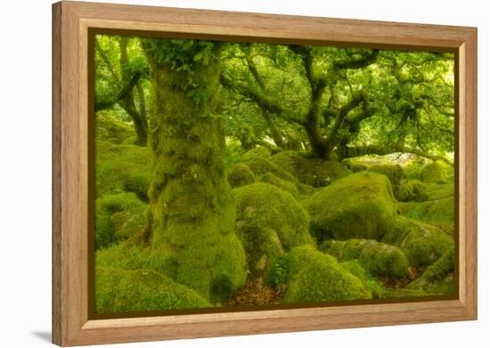 Stunted Oak Woodland Covered in Moss, Wistman's Wood, Devon, UK-Ben Hall-Framed Premier Image Canvas