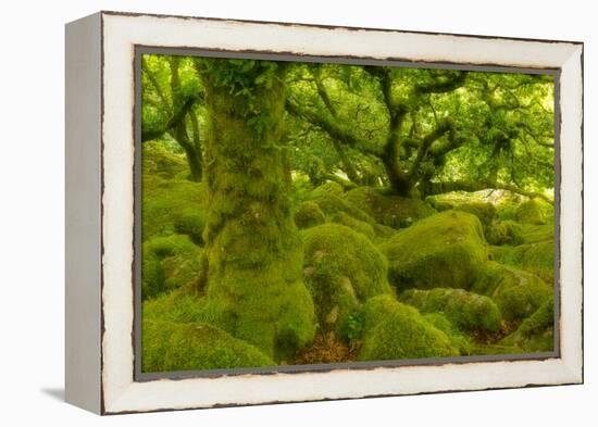 Stunted Oak Woodland Covered in Moss, Wistman's Wood, Devon, UK-Ben Hall-Framed Premier Image Canvas