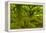 Stunted Oak Woodland Covered in Moss, Wistman's Wood, Devon, UK-Ben Hall-Framed Premier Image Canvas