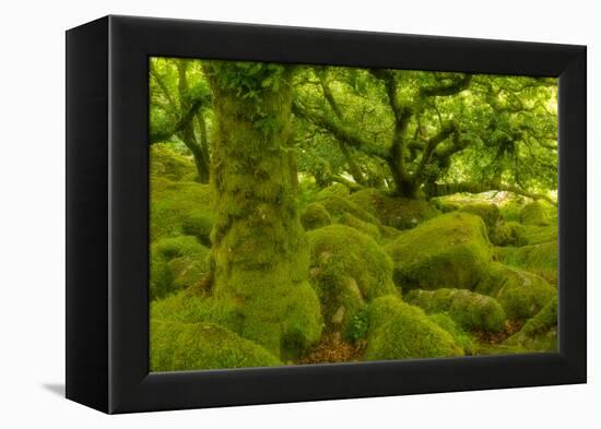 Stunted Oak Woodland Covered in Moss, Wistman's Wood, Devon, UK-Ben Hall-Framed Premier Image Canvas