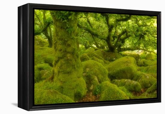 Stunted Oak Woodland Covered in Moss, Wistman's Wood, Devon, UK-Ben Hall-Framed Premier Image Canvas