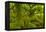 Stunted Oak Woodland Covered in Moss, Wistman's Wood, Devon, UK-Ben Hall-Framed Premier Image Canvas