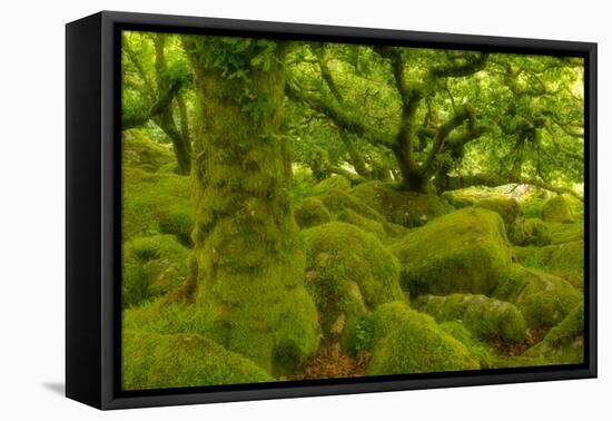 Stunted Oak Woodland Covered in Moss, Wistman's Wood, Devon, UK-Ben Hall-Framed Premier Image Canvas