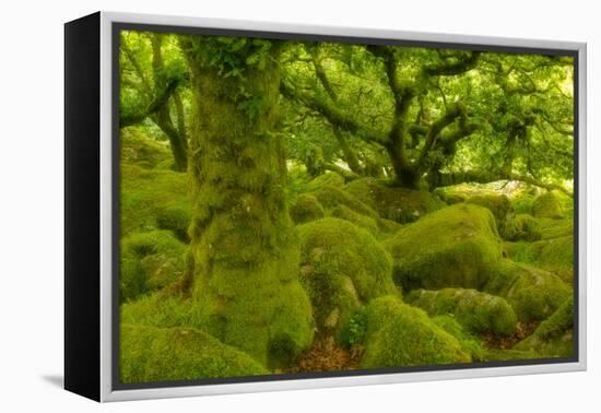 Stunted Oak Woodland Covered in Moss, Wistman's Wood, Devon, UK-Ben Hall-Framed Premier Image Canvas