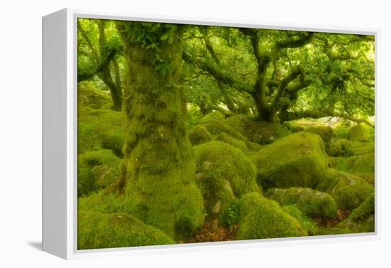 Stunted Oak Woodland Covered in Moss, Wistman's Wood, Devon, UK-Ben Hall-Framed Premier Image Canvas