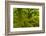 Stunted Oak Woodland Covered in Moss, Wistman's Wood, Devon, UK-Ben Hall-Framed Photographic Print