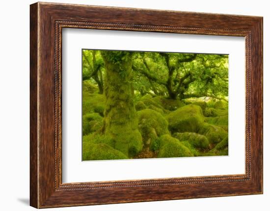 Stunted Oak Woodland Covered in Moss, Wistman's Wood, Devon, UK-Ben Hall-Framed Photographic Print