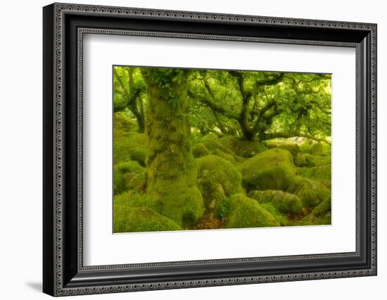 Stunted Oak Woodland Covered in Moss, Wistman's Wood, Devon, UK-Ben Hall-Framed Photographic Print