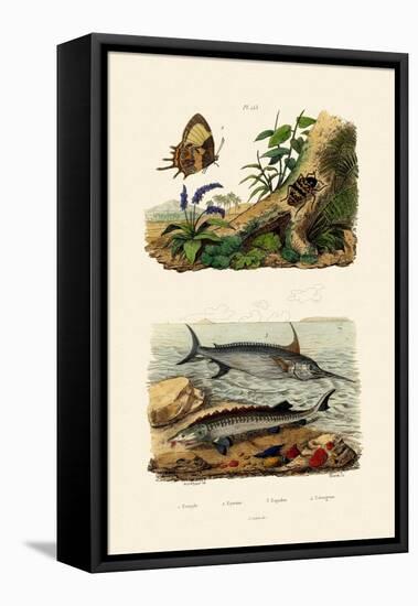 Sturgeon, 1833-39-null-Framed Premier Image Canvas