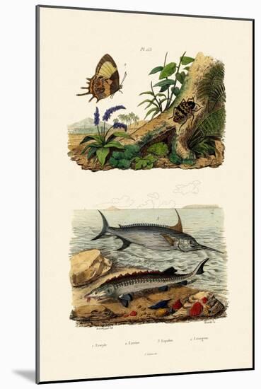 Sturgeon, 1833-39-null-Mounted Giclee Print