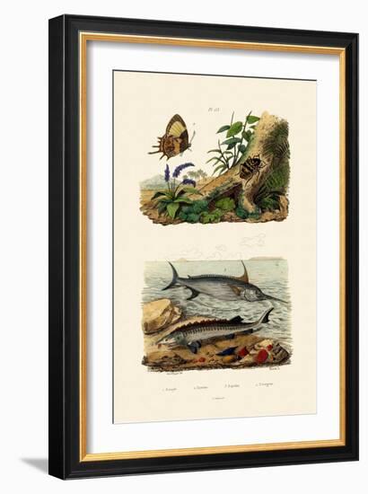 Sturgeon, 1833-39-null-Framed Giclee Print