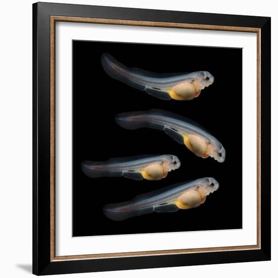 Sturgeon Fingerling 9Days Old 10Mm Sized. the Sterlet (Acipenser Ruthenus).-Kletr-Framed Photographic Print