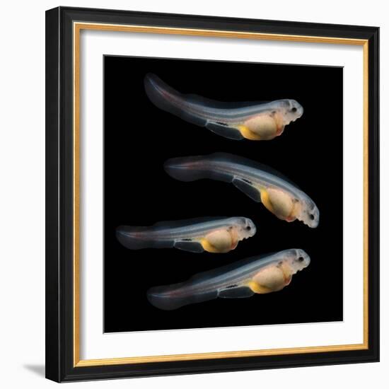 Sturgeon Fingerling 9Days Old 10Mm Sized. the Sterlet (Acipenser Ruthenus).-Kletr-Framed Photographic Print