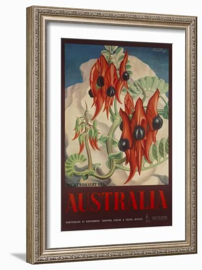 Sturt's Desert Pea, Australia Travel Poster-null-Framed Giclee Print