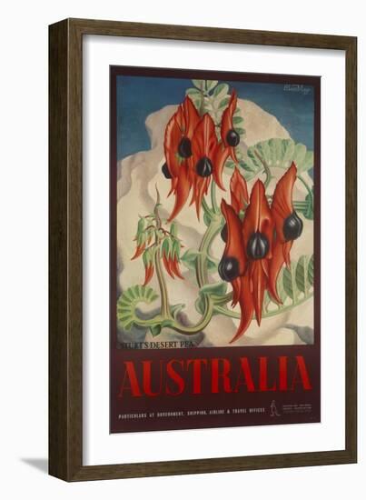 Sturt's Desert Pea, Australia Travel Poster-null-Framed Giclee Print