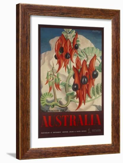 Sturt's Desert Pea, Australia Travel Poster-null-Framed Giclee Print