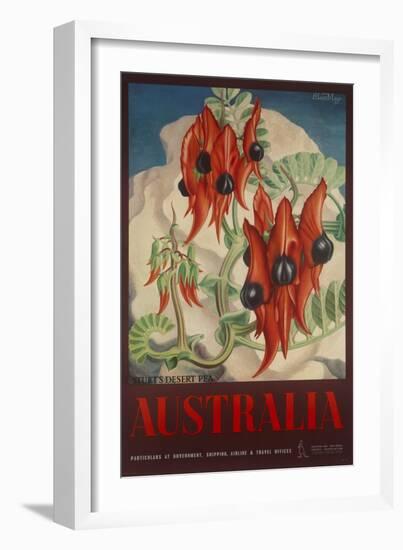 Sturt's Desert Pea, Australia Travel Poster-null-Framed Giclee Print