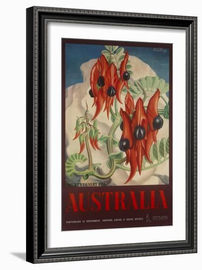 Sturt's Desert Pea, Australia Travel Poster-null-Framed Giclee Print
