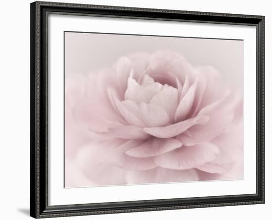 Stylisch Rose Pink-Cora Niele-Framed Photographic Print