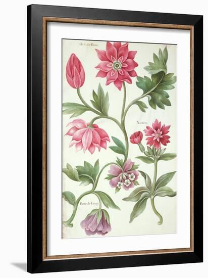 Stylised Study of Flowers-Nicolas Robert-Framed Giclee Print