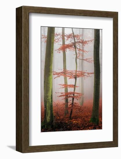 Stylishness-Philippe Sainte-Laudy-Framed Photographic Print