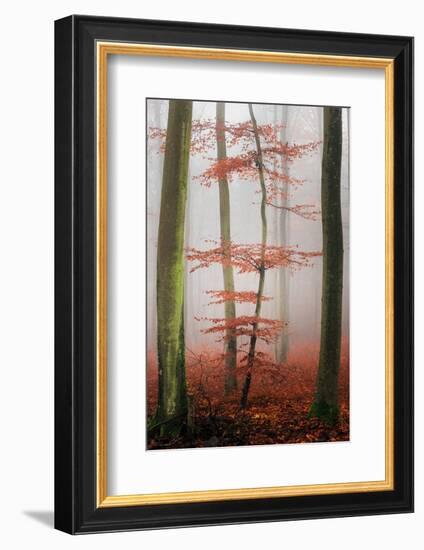 Stylishness-Philippe Sainte-Laudy-Framed Photographic Print