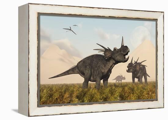 Styracosaurus Dinosaurs Calling Out to Each Other-Stocktrek Images-Framed Stretched Canvas