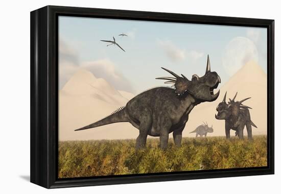 Styracosaurus Dinosaurs Calling Out to Each Other-Stocktrek Images-Framed Stretched Canvas