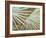 Suave Fronds-Suzanne Wilkins-Framed Art Print