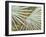 Suave Fronds-Suzanne Wilkins-Framed Art Print