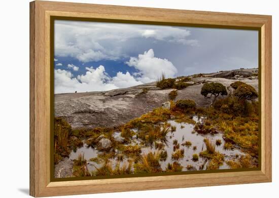Sub-alpine vegetation on the granite rock close to the summit of Mount Kinabalu, Borneo-Paul Williams-Framed Premier Image Canvas