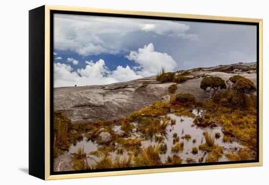 Sub-alpine vegetation on the granite rock close to the summit of Mount Kinabalu, Borneo-Paul Williams-Framed Premier Image Canvas
