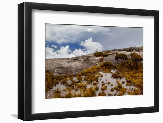 Sub-alpine vegetation on the granite rock close to the summit of Mount Kinabalu, Borneo-Paul Williams-Framed Photographic Print