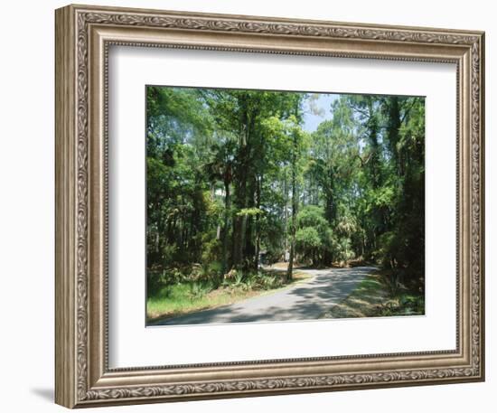 Sub Tropical Forest, Hunting Island State Park, South Carolina, USA-Duncan Maxwell-Framed Photographic Print