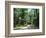 Sub Tropical Forest, Hunting Island State Park, South Carolina, USA-Duncan Maxwell-Framed Photographic Print